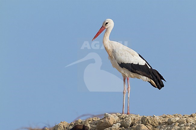 White Stork (Ciconia ciconia), side view od an adult standing on the ground, Dhofar, Oman stock-image by Agami/Saverio Gatto,