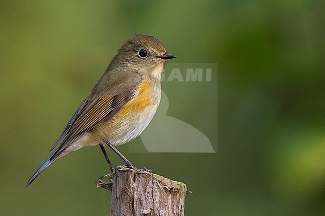 Vrouwtje Blauwstaart; Female Red-flanked Bluetail stock-image by Agami/Daniele Occhiato,