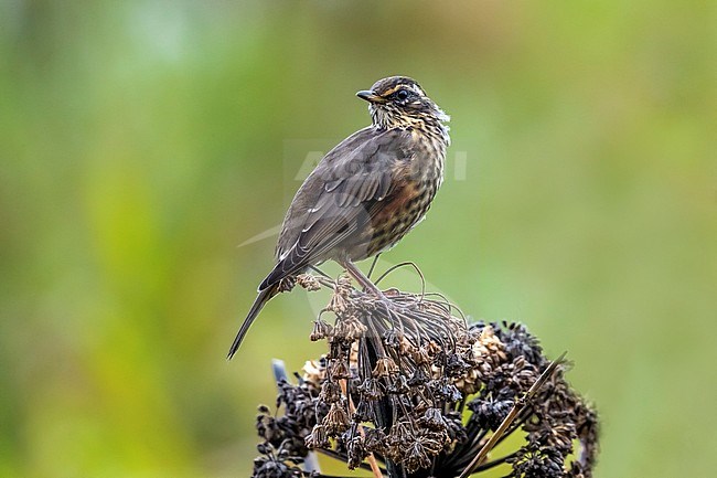 First summer Iceland Redwing perched on plant in Vik, Iceland. August 21, 2018. stock-image by Agami/Vincent Legrand,