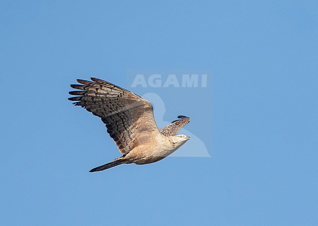 Aziatische Wespendief op doortrek over Happy Island; Crested Honey Buzzard migrating over Happy Island, China stock-image by Agami/Marc Guyt,