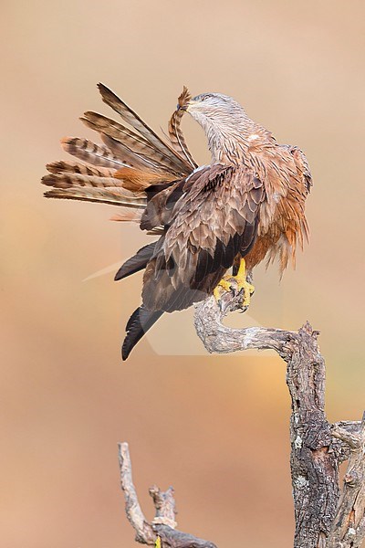 Black Kite, Adult preening on a dead tree, Basilicata, Italy (Milvus migrans) stock-image by Agami/Saverio Gatto,