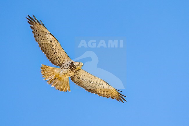 Juvenile (intermediate morph)
San Diego Co., CA
April 2023 stock-image by Agami/Brian E Small,