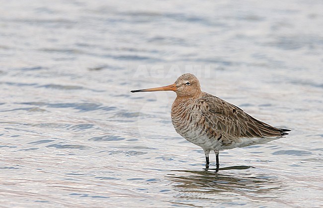 Black-tailed Godwit (Limosa limosa) Israel March 2009 stock-image by Agami/Markus Varesvuo,