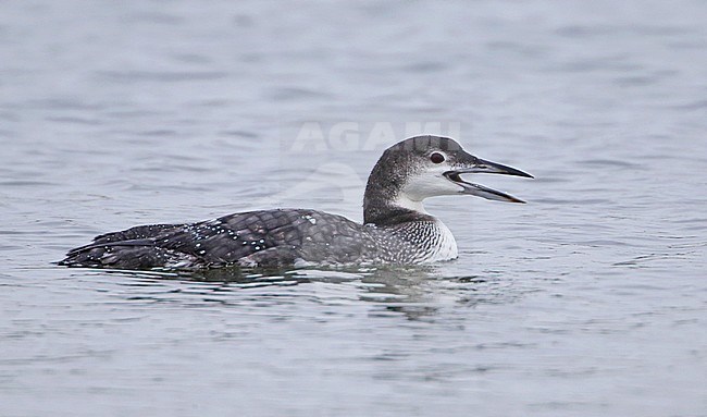 Adult in winterplumage Great Northern Diver (Gavia immer) wintering in Alton Water, Suffolk, United Kingdom. stock-image by Agami/Bill Baston,