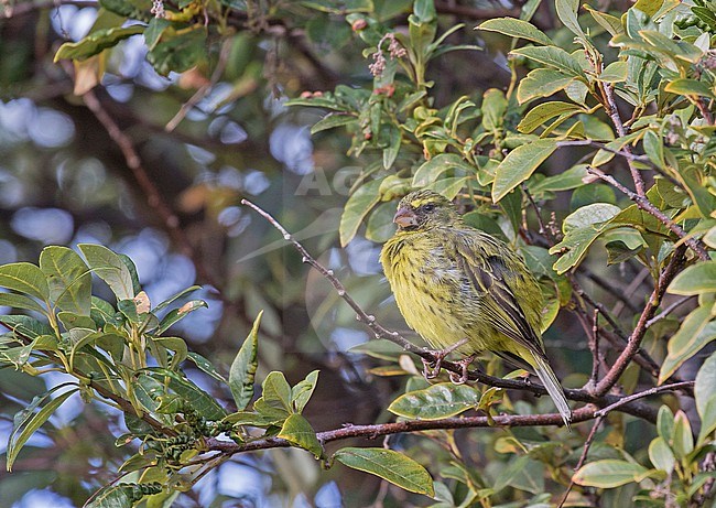 Male Forest Canary (Crithagra scotops) in South Africa. stock-image by Agami/Pete Morris,