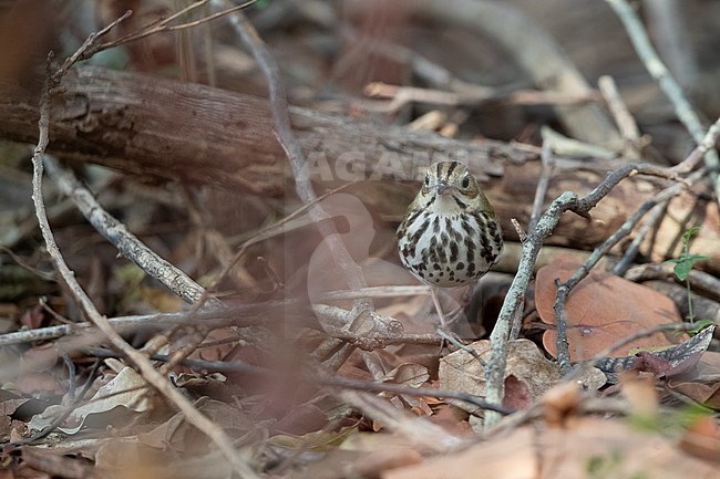 Ovenbird (Seiurus aurocapilla) walking on ground in Dry Tortugas, USA stock-image by Agami/Helge Sorensen,