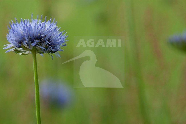 Close-up van bloeiend Zandblauwtje, Close up of flowering Sheep's Bit stock-image by Agami/Wil Leurs,