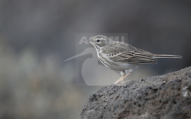 Berthelot's Pipit (Anthus berthelotii berthelotii) perched on a rock at la Rasca, Tenerife, Canary Islands stock-image by Agami/Helge Sorensen,
