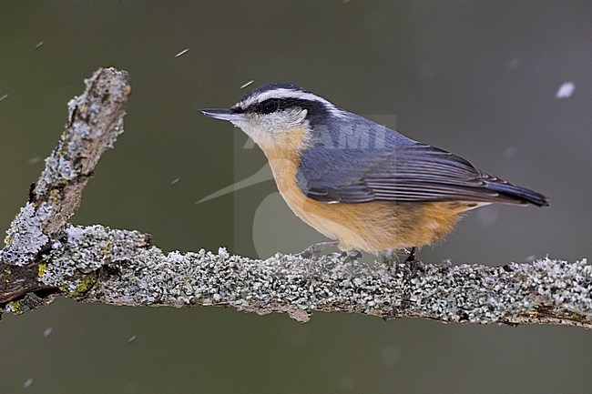 A Red-breasted Nuthatch (Sitta canadensis)  perches on a branch in Toronto, Ontario, Canada. stock-image by Agami/Glenn Bartley,