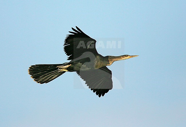 Adult male Anhinga (Anhinga anhinga leucogaster) in breeding plumage in flight in Chambers Country, Texas, USA. stock-image by Agami/Brian E Small,