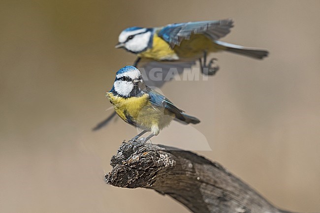 Flying Blue Tit, Vliegende Pimpelmees stock-image by Agami/Alain Ghignone,