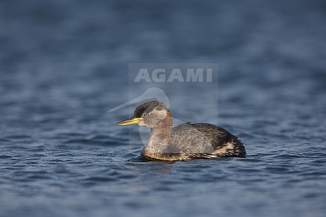 Red-necked grebe, Roodhalsfuut, Podiceps grisegena stock-image by Agami/Arie Ouwerkerk,