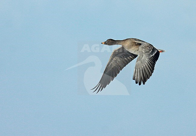 Tundra Bean Goose (Anser serrirostris). Adult in flight seen from the side showing upperwing and underwing. stock-image by Agami/Fred Visscher,