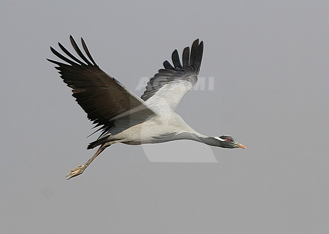 Jufferkraanvogel in vlucht; Demoiselle Crane (Anthropoides virgo) in flight stock-image by Agami/James Eaton,