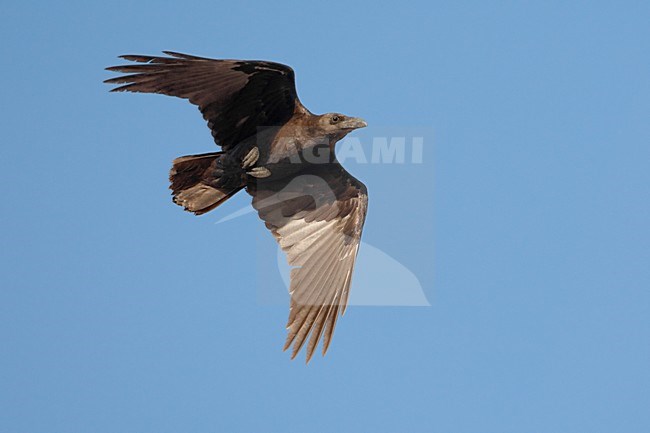 Bruinnekraaf in vlucht; Brown-necked Raven in flight stock-image by Agami/Daniele Occhiato,