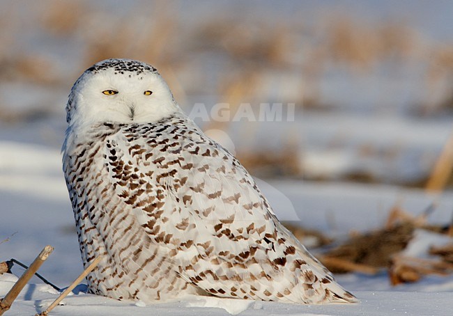 Sneeuwuil zittend op de grond; Snowy Owl perched on the ground stock-image by Agami/Markus Varesvuo,