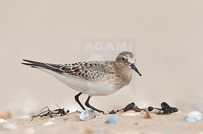 Bairds Strandloper, Bairds Sandpiper, Calidris bairdii stock-image by Agami/Marc Guyt,