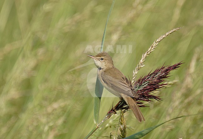 Bosrietzanger; Marsh Warbler stock-image by Agami/Reint Jakob Schut,