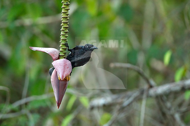 Hair-crested Drongo (Dicrurus hottentottus) at Kaeng Krachan National Park, Thailand stock-image by Agami/Helge Sorensen,