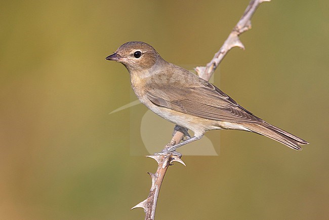 Garden Warbler (Sylvia borin) in Italy. stock-image by Agami/Daniele Occhiato,