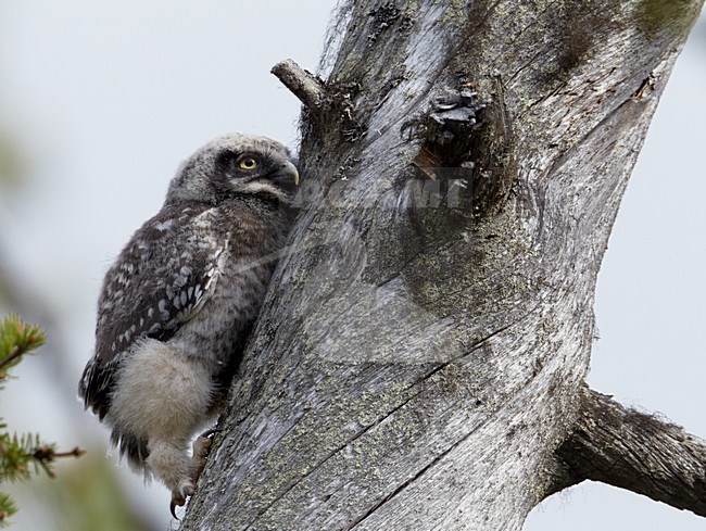 Jong van de Sperweruil; Young of Northern Hawk Owl stock-image by Agami/Markus Varesvuo,