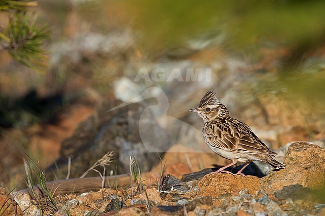 Woodlark - Heidelerche - Lullula arborea ssp. pallida; Cyprus, adult stock-image by Agami/Ralph Martin,