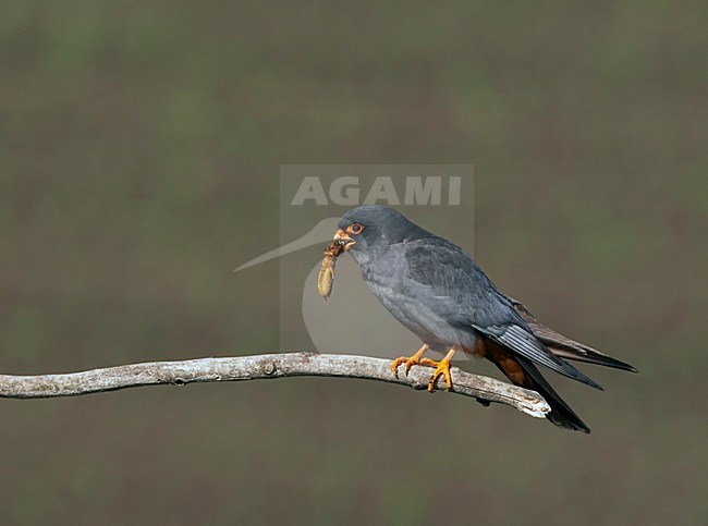 Roodpootvalk, Red-footed Falcon (Falco vespertinus) Hungary May 2008 stock-image by Agami/Markus Varesvuo / Wild Wonders,