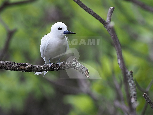 White Tern, Gygis alba, in French Polynesia. stock-image by Agami/James Eaton,