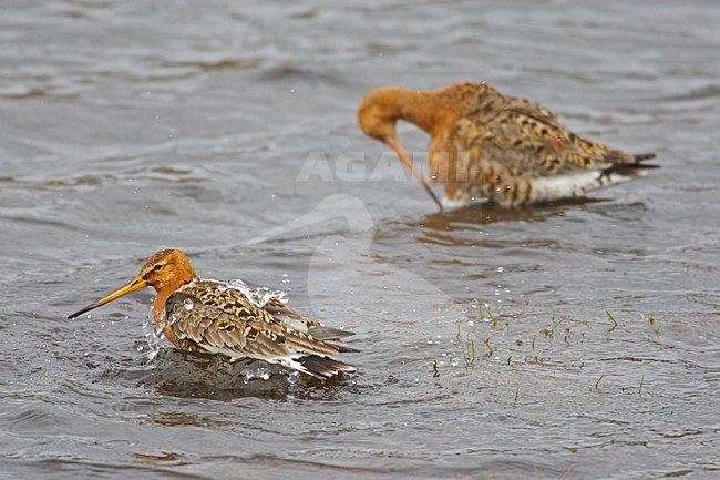 Black-tailed Godwit standing in water; Grutto staand in water stock-image by Agami/Markus Varesvuo,