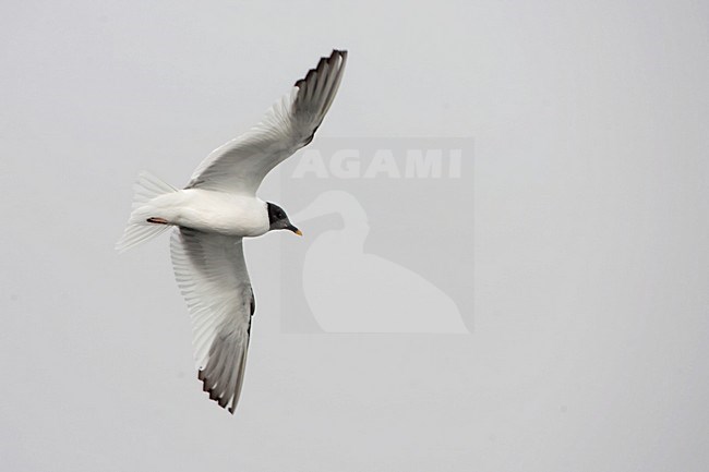 Adult zomer Vorkstaartmeeuw; Adult summer Sabine\'s Gull stock-image by Agami/Martijn Verdoes,