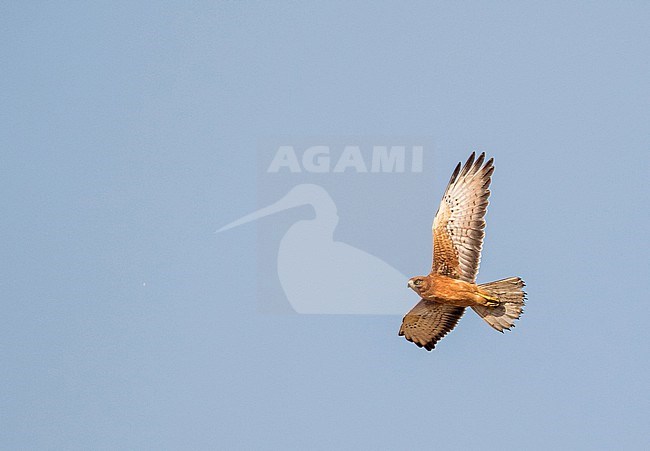 Grasshopper Buzzard (Butastur rufipennis) in Ghana. stock-image by Agami/Pete Morris,