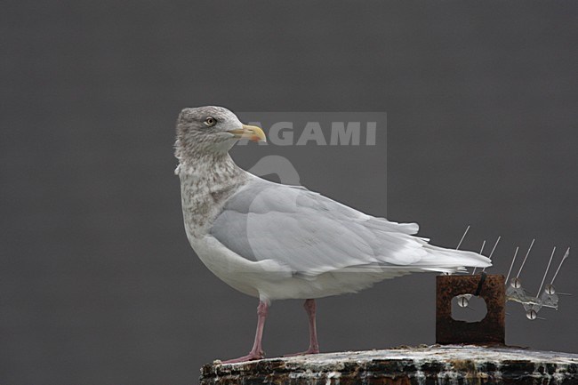 Grote Burgemeester in zit; Glaucous Gull perched stock-image by Agami/Chris van Rijswijk,