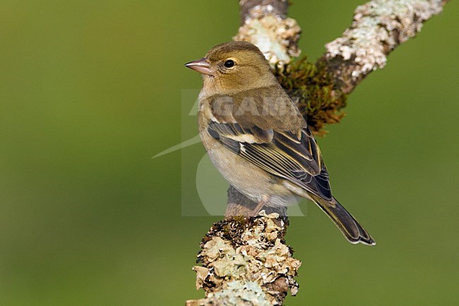 Vrouwtje Vink op een tak; Female Common Chaffinch perched on a branch stock-image by Agami/Daniele Occhiato,