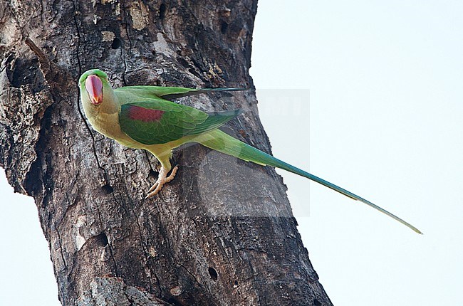 Alexanderparkiet zittend in een boom; Alexandrine Parakeet (Psittacula eupartia) perched in a tree stock-image by Agami/Marc Guyt,