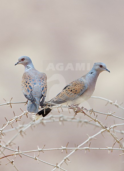 Zomertortel zittend op prikkeldraad; Turtle Dove perched on barbed wire stock-image by Agami/Markus Varesvuo,