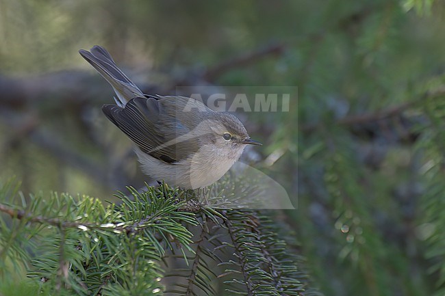 Common Chiffchaff (Phylloscopus collybita abietinus), adult bird perched on a spruce branch, Finland stock-image by Agami/Kari Eischer,