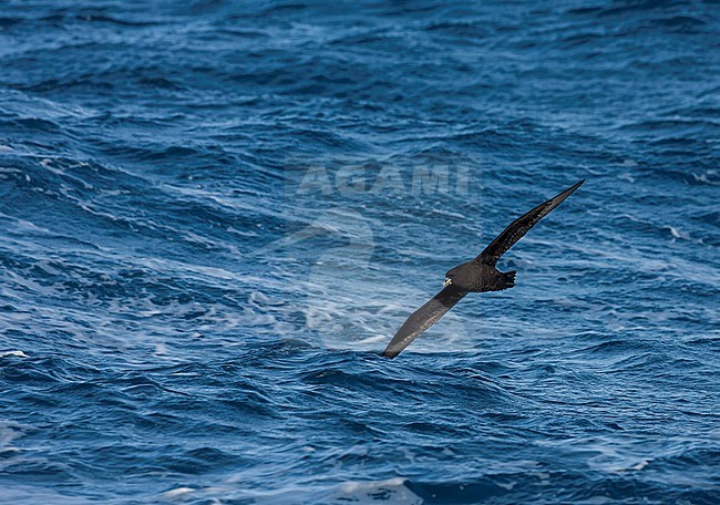 White-chinned petrel, Procellaria aequinoctialis aequinoctialis, in the southern Atlantic ocean. stock-image by Agami/Marc Guyt,