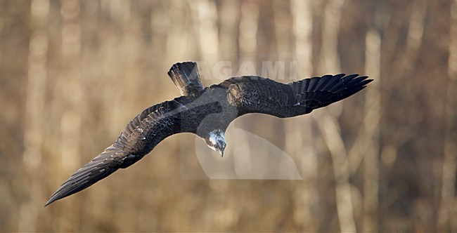 Visarend vliegend; Osprey flying stock-image by Agami/Markus Varesvuo,