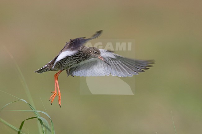 Tureluur landend in weiland; Common Redshank landing in meadow stock-image by Agami/Arie Ouwerkerk,