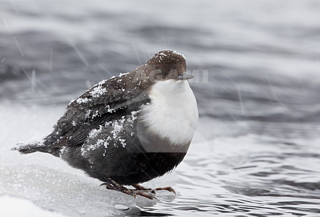 Waterspreeuw zittend met sneeuw op rug; White-throated Dipper perched with snow at back stock-image by Agami/Markus Varesvuo,