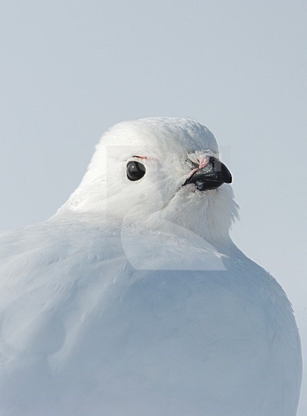 Moerassneeuwhoen in winterkleed in de sneeuw; Willow Ptarmigan in winter plumage in the snow stock-image by Agami/Markus Varesvuo,