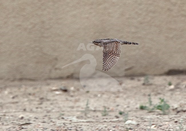 Eurasian Wryneck (Jynx torquilla torquilla) in flight showing upper wings and back. stock-image by Agami/Andy & Gill Swash ,