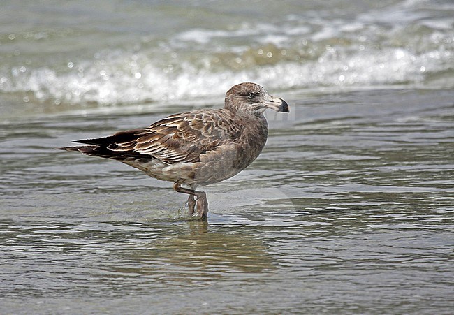 Immature Pacific gull (Larus pacificus) on a beach in southern Australia. stock-image by Agami/Pete Morris,