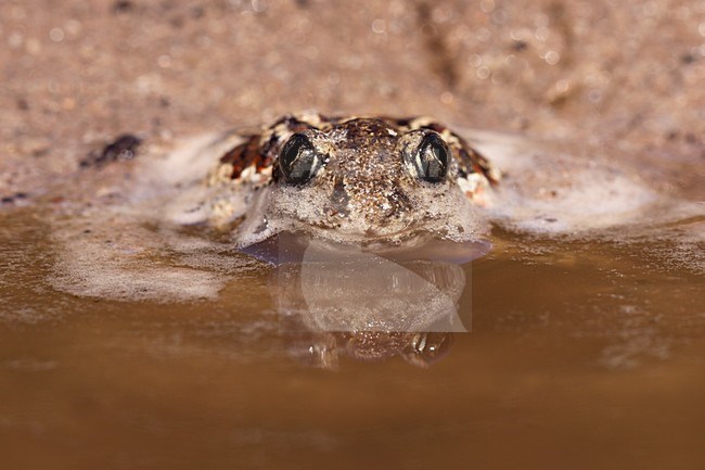 Knoflookpad in water, Common Spadefoot in water stock-image by Agami/Theo Douma,