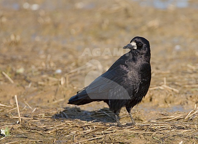 Roek op de grond; Rook on the ground stock-image by Agami/Marc Guyt,