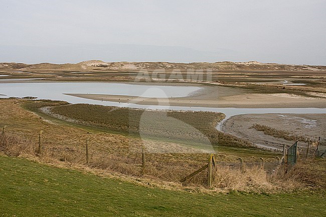 Landscape Het Zwin, Belgium on the border with the Netherlands. stock-image by Agami/Bas Haasnoot,