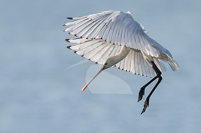 Juveniele Lepelaar; Juvenile Eurasian Spoonbill stock-image by Agami/Daniele Occhiato,