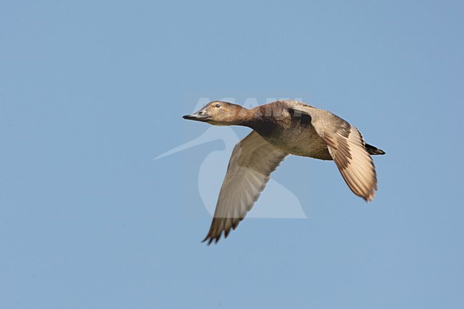 Tafeleend vliegend vrouwtje vliegend; Common Pochard flying female stock-image by Agami/Arie Ouwerkerk,