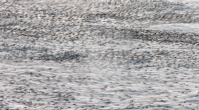 Guillemot (Uria aalge) Norway VardÃ¶ March 2016 stock-image by Agami/Markus Varesvuo,