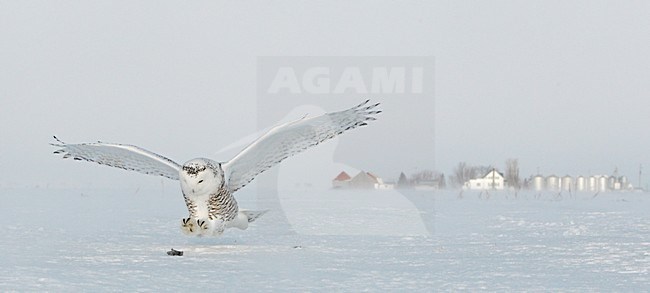 Sneeuwuil in de vlucht; Snowy Owl in vlucht stock-image by Agami/Markus Varesvuo,